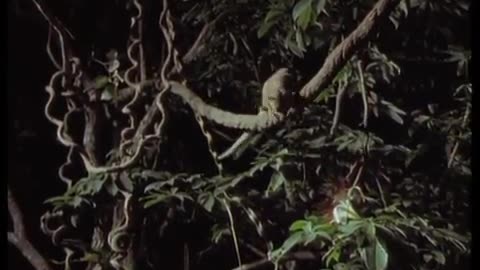 ‎Sifaka Lemurs Jumping Around | Attenborough | BBC Earth