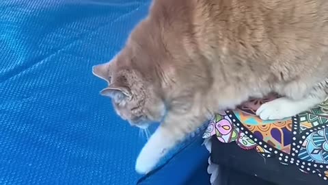 Funny Pets | 2025😂 Funny Dogs And Funny Cats Videos 🐱 🐕 😄