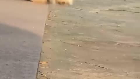 Cute dog funny videos