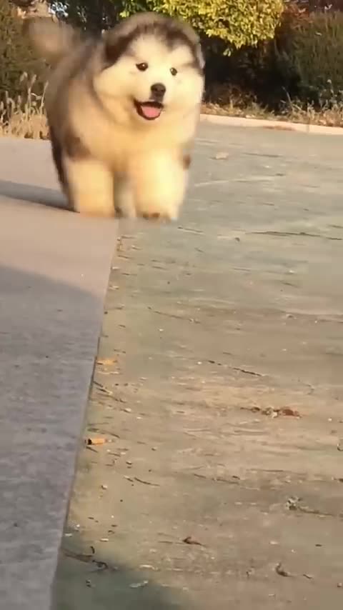 Cute dog funny videos