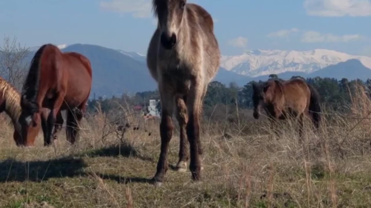 The old horses last ride