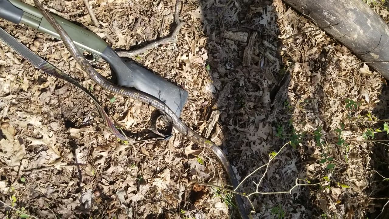 Kentucky Rat Snake
