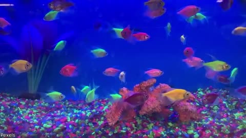 Your Daily Dose of Pets