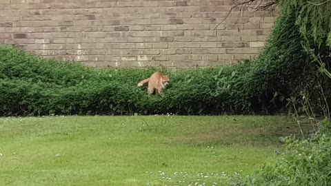 🤔🐾 What is This Dog Up To? The Suspense is REAL! | FunFM