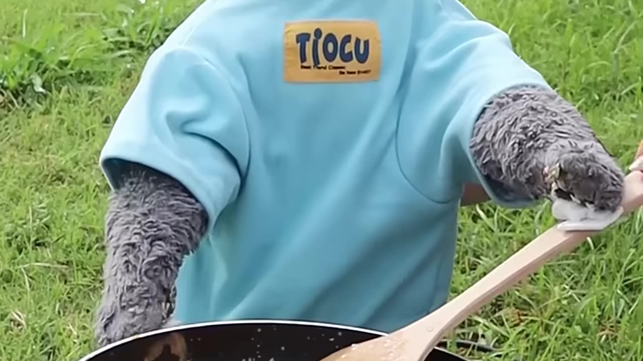 Funny Animal Videos