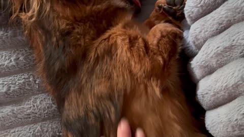 Old Dachshund Struggles to Wake Up