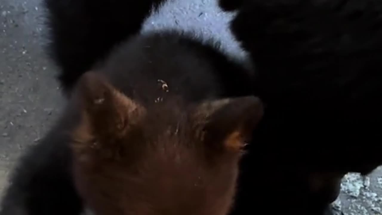 Mother Bear Tends To Cub