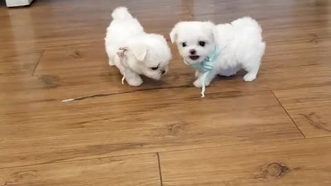 Worlds smallest puppies dogs. Maltese teacup toy puppies