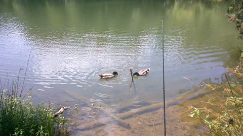 Redneck hanging with 2 Mallard Ducks