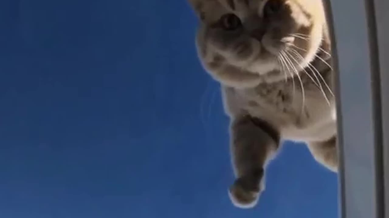 Flying Kitty! Please like and follow!