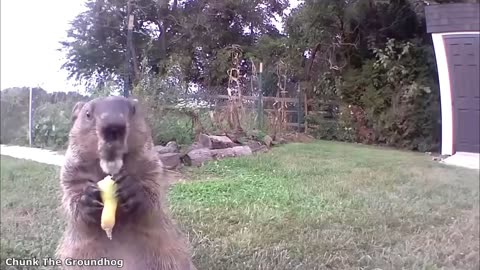 Funny animals video 🤣🤣