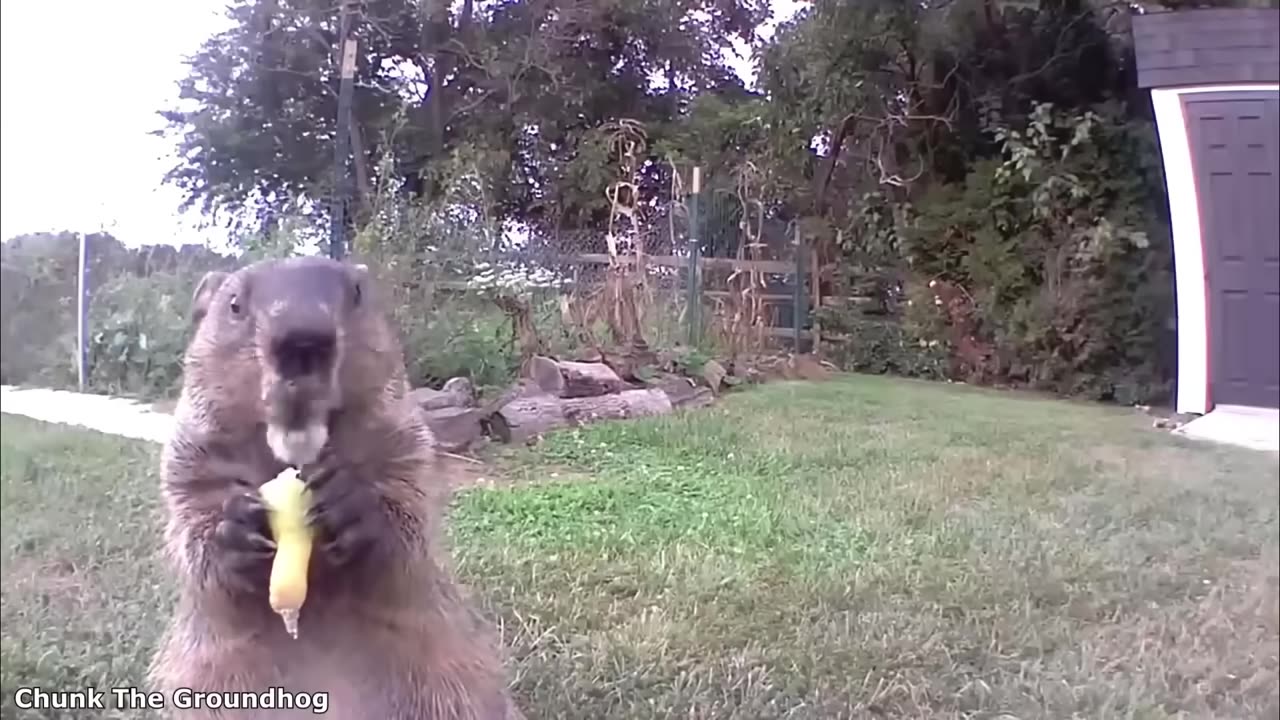 Funny animals video 🤣🤣