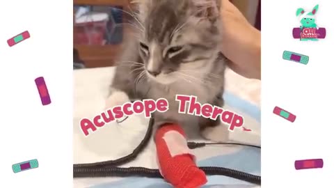 Breaking: ⚡ ZAP! Can Electricity And Water Heal This Kitten’s Injured Leg? | Dod
