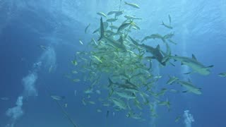 Sharks attack bait ball in feeding frenzy
