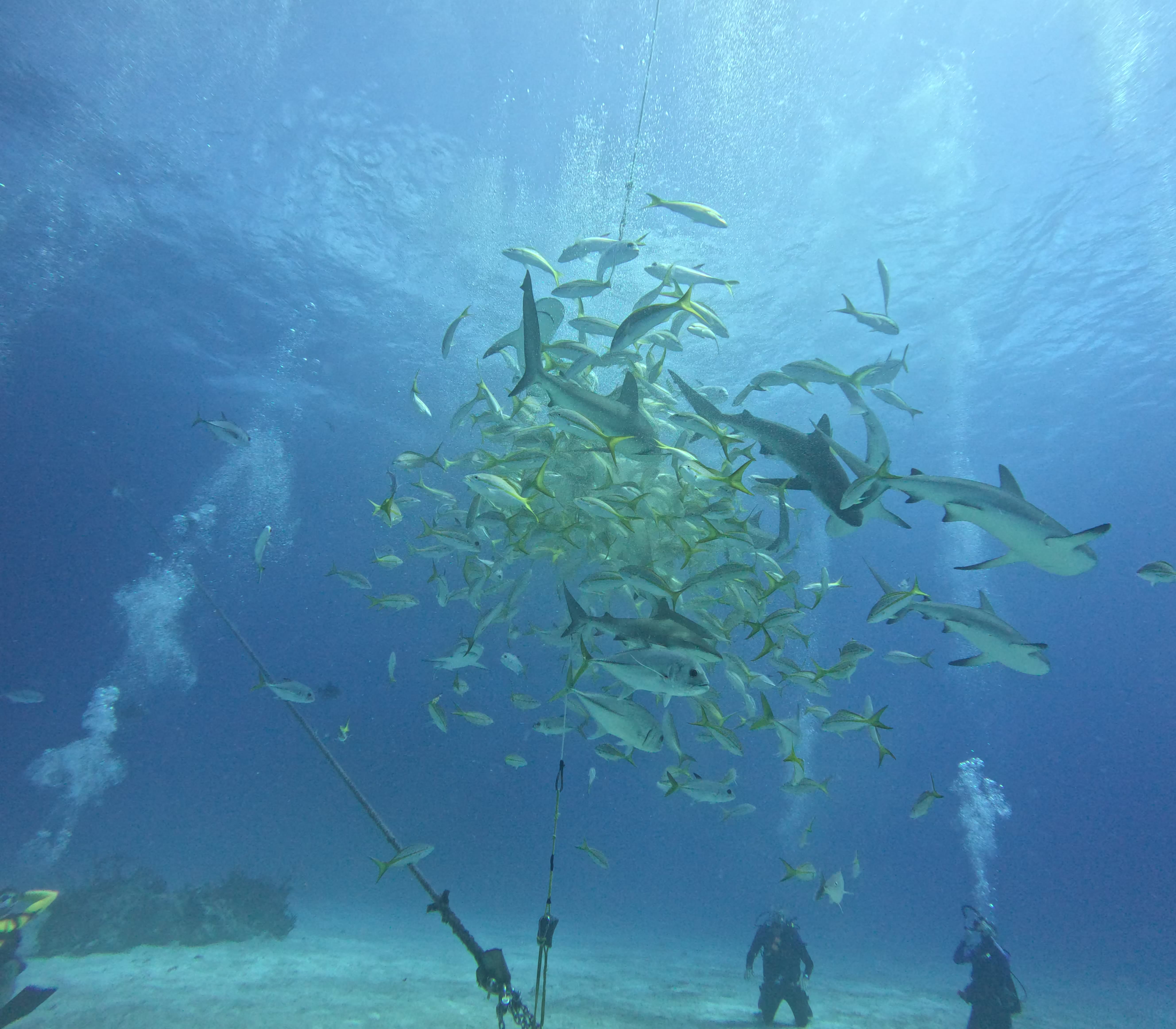 Sharks attack bait ball in feeding frenzy