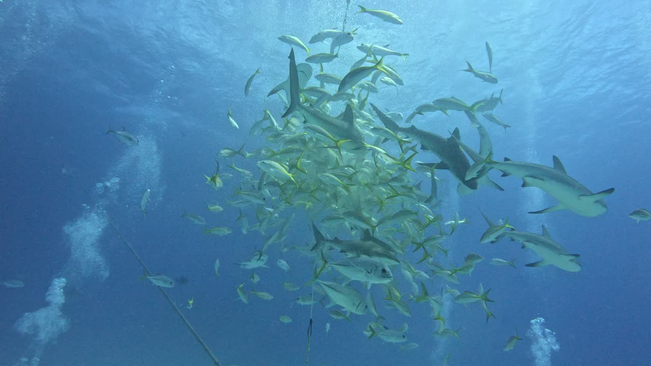 Sharks attack bait ball in feeding frenzy