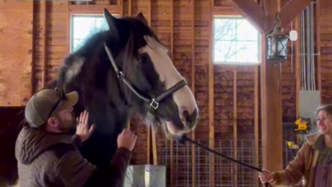 Gentle Giant Gets Chiropractic