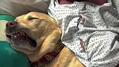 🐶💔 How Emotional This Dog – Heart-Touching Moment!