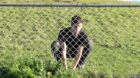 How Animals Get Over a Fence