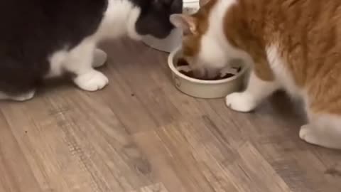 Naughty cat's 🤪😂