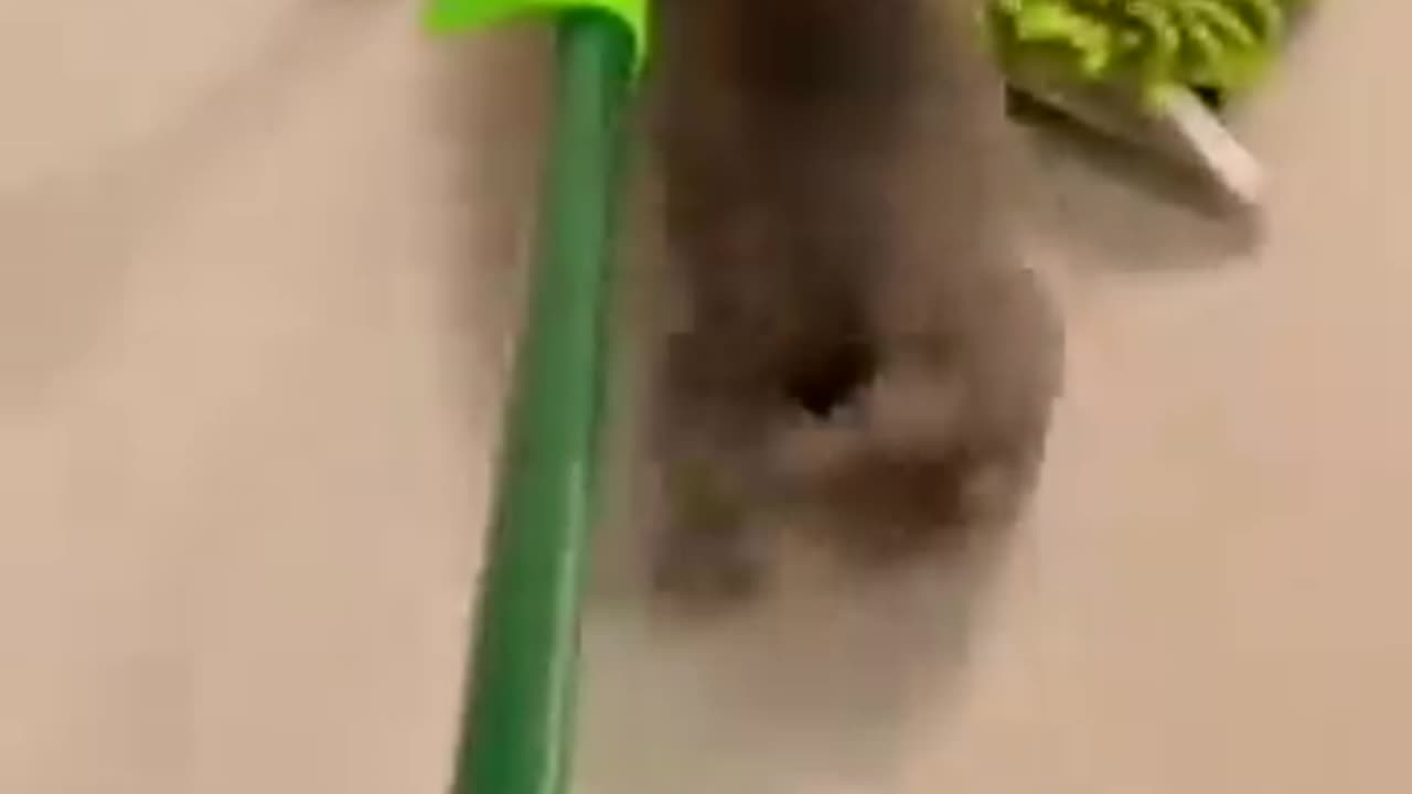 Viral cat video | #viral #cat