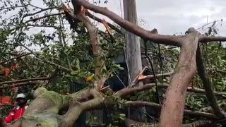 Caída de un árbol Bucaramanga