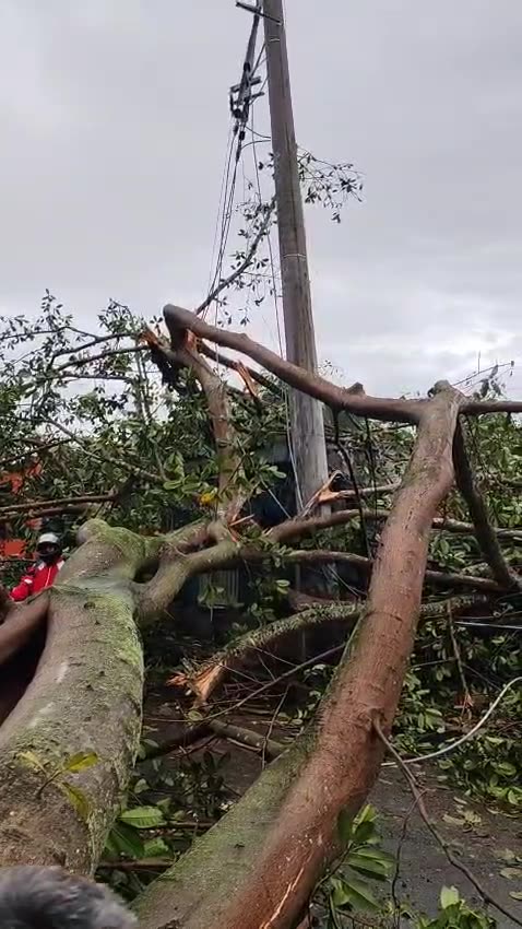 Caída de un árbol Bucaramanga