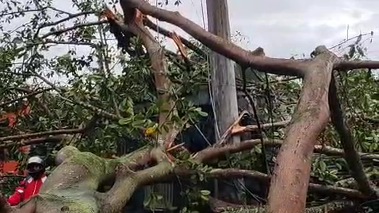 Caída de un árbol Bucaramanga