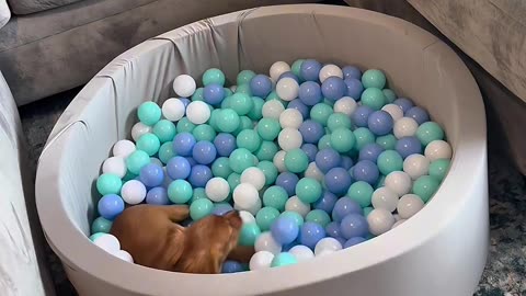 Puppy Gets It's Very Own Ball Pit