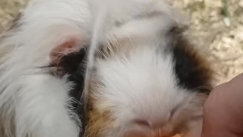 Guinea Pig Enjoys Fresh Carrot