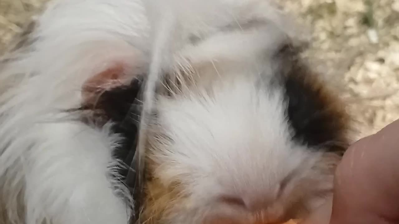 Guinea Pig Enjoys Fresh Carrot