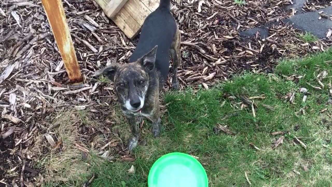 Playing Frisbee with Riot the Dog _ Joe Winko (Apr 15th 2017)