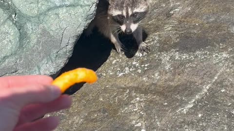 Cheeto for Our Lady Raccoon