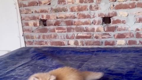 Best funny cat’s video of mico 🤣🤣