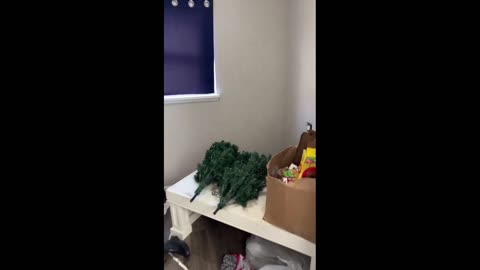 Daddy Goat 24/7 - Out Of Context Memes & Videos