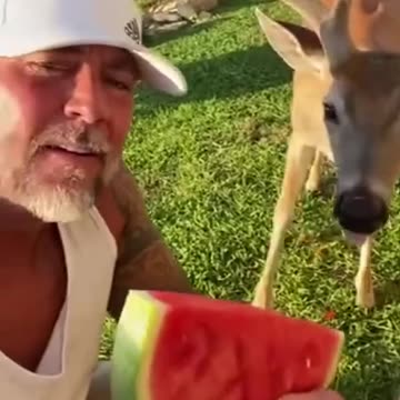 Man rescued a deer