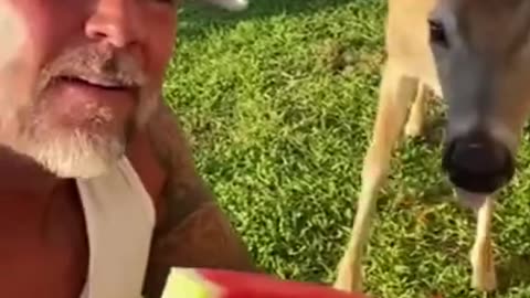 Man rescued a deer