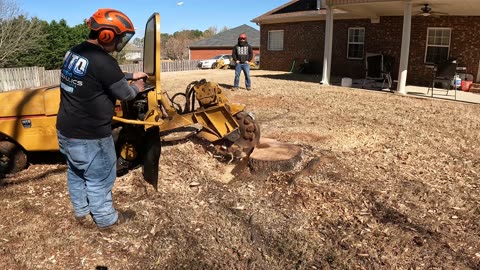 Grinding Stumps in Madison While Feeling under the weather 🤧💪