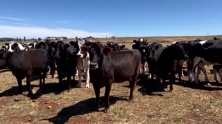 South African sheep farmer aims for sustainable standards