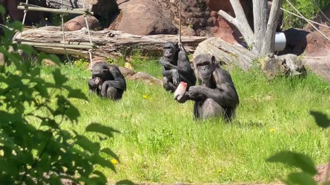 ChimpCorner: Golden Mango Market