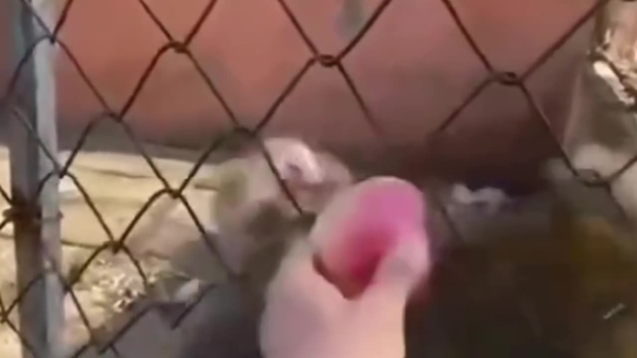 Monkey Lover - 00004 🤣🤣🤣