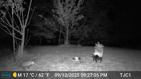 White-tailed Skunk and Possum