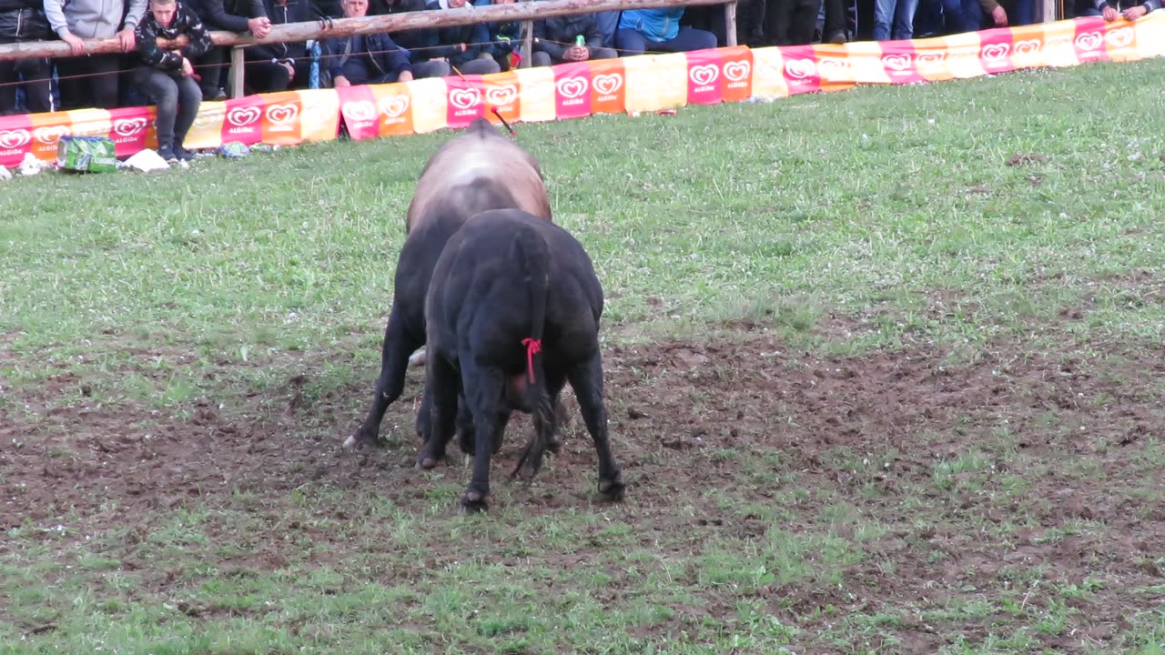 Bizon od Lope vs Krilan od Šabija Bištrani 2025