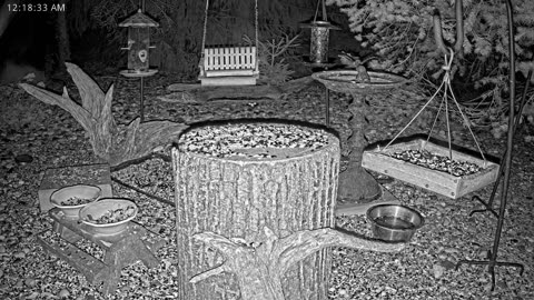 LIVE 24/7 Indiana Birds, Squirrels and Wildlife Feeder Cam