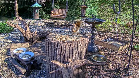LIVE 24/7 Indiana Birds, Squirrels and Wildlife Feeder Cam