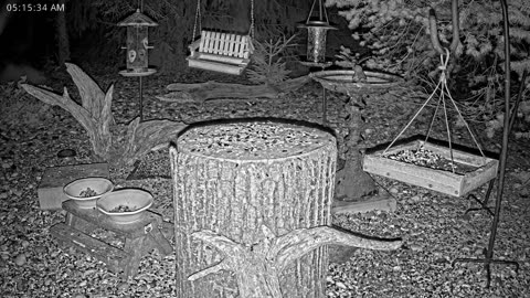 LIVE 24/7 Indiana Birds, Squirrels and Wildlife Feeder Cam