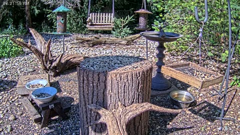 LIVE 24/7 Indiana Birds, Squirrels and Wildlife Feeder Cam