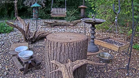 LIVE 24/7 Indiana Birds, Squirrels and Wildlife Feeder Cam