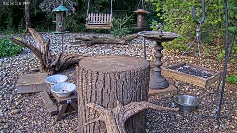 LIVE 24/7 Indiana Birds, Squirrels and Wildlife Feeder Cam