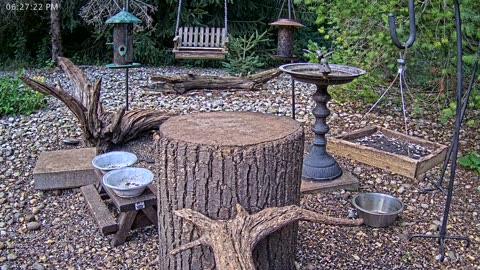 LIVE 24/7 Indiana Birds, Squirrels and Wildlife Feeder Cam